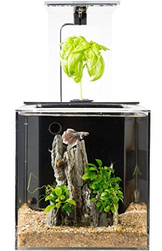 EcoQube Aquarium Review