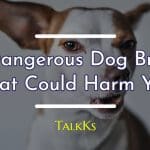 30 dangerous dog breeds that could harm you.