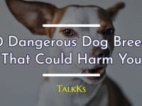 30 dangerous dog breeds that could harm you.